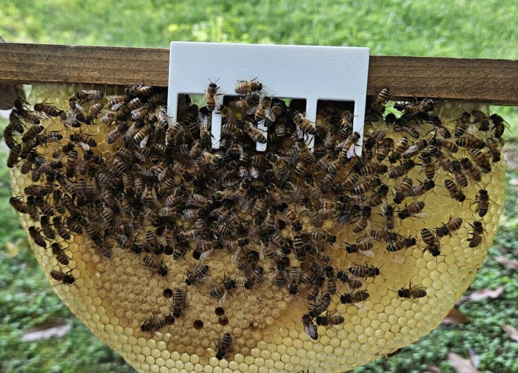 Honeycomb Hooks for Cutouts